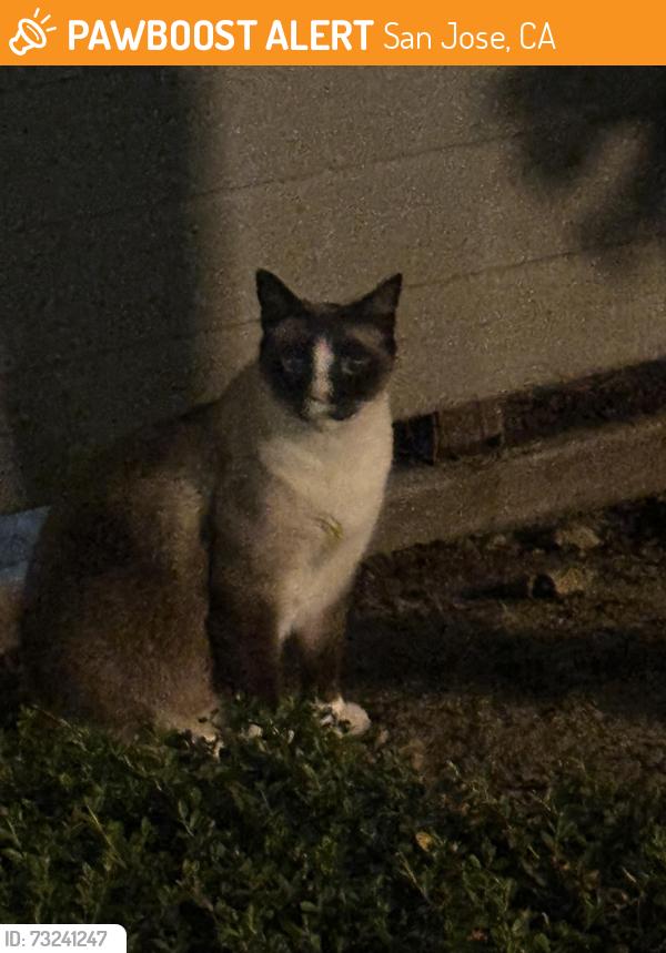 Found/Stray Unknown Cat last seen Shadowgraph, San Jose, CA 95110