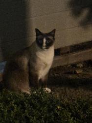 Found/Stray Unknown Cat last seen Shadowgraph, San Jose, CA 95110