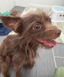 Reunited Female Dog last seen Delta Waters, Medford, OR 97504