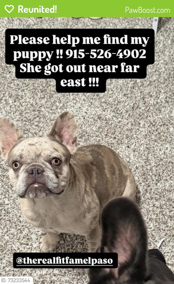 Reunited Female Dog last seen Laura lane and destination ave, El Paso, TX 79938