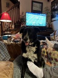 Lost Male Dog last seen 51st Street & 18th Avenue, Minneapolis, MN 55417