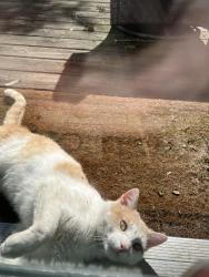 Lost Male Cat last seen Durbin Road, Noblesville, IN 46060