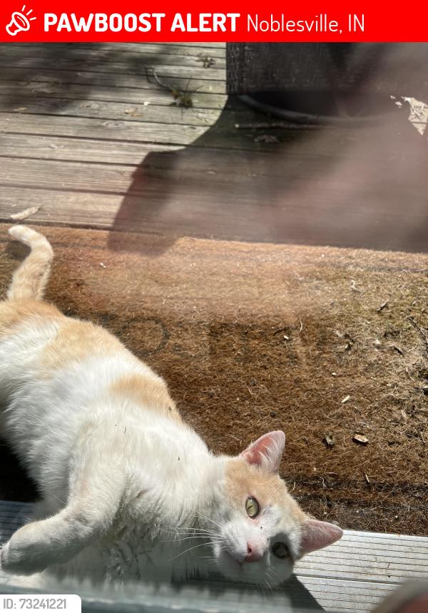 Lost Male Cat last seen Durbin Road, Noblesville, IN 46060