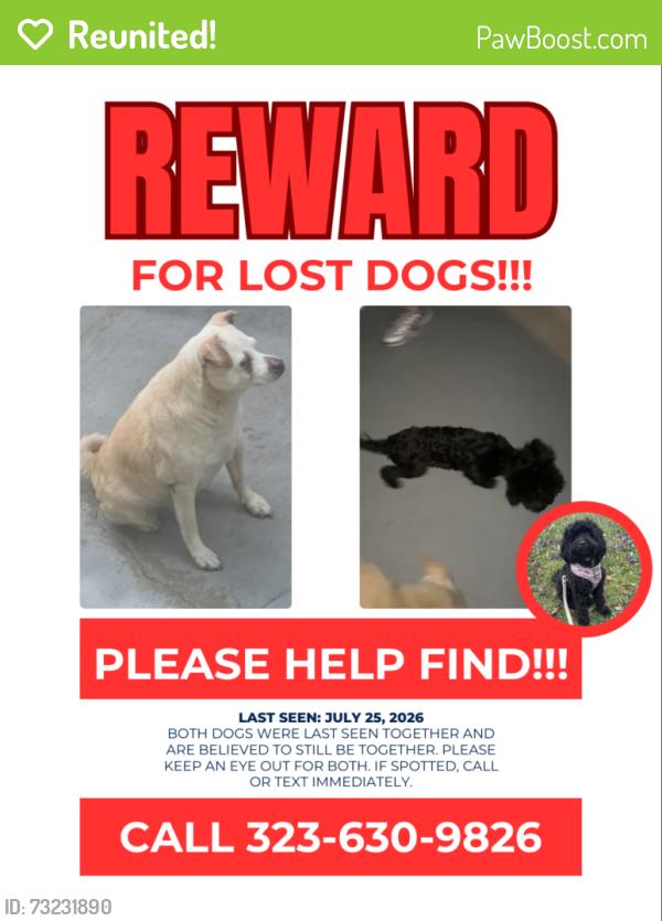 Reunited Male Dog last seen Crenshaw and 116th, Inglewood, CA 90303