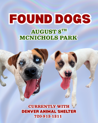Found/Stray Male Dog last seen 17th & Syracuse Street, Denver, CO 80207