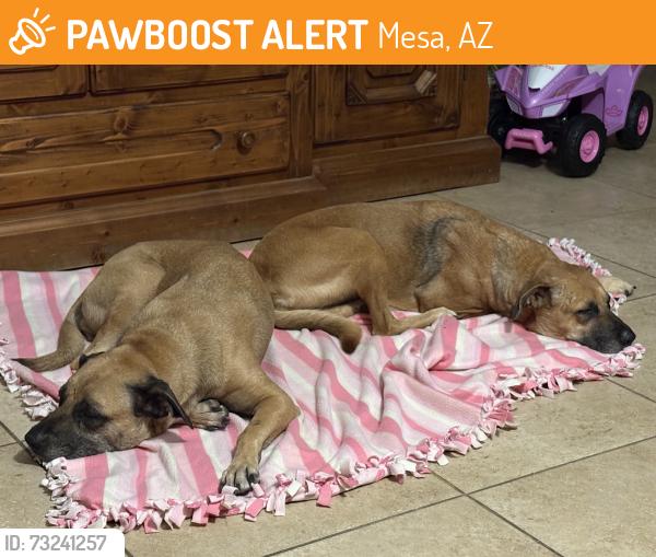 Found/Stray Female Dog last seen Recker and Adobe, Mesa, AZ 85205