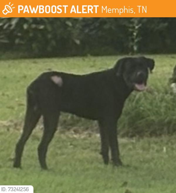 Found/Stray Male Dog last seen Park & Fair Meadow, Memphis, TN 38117