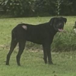 Found/Stray Male Dog last seen Park & Fair Meadow, Memphis, TN 38117