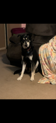 Reunited Male Dog last seen Grace st, Bryant Rd, Conroe, TX 77303
