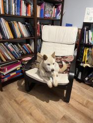 Reunited Female Dog last seen S M Street and Redwood, Oxnard, CA 93035