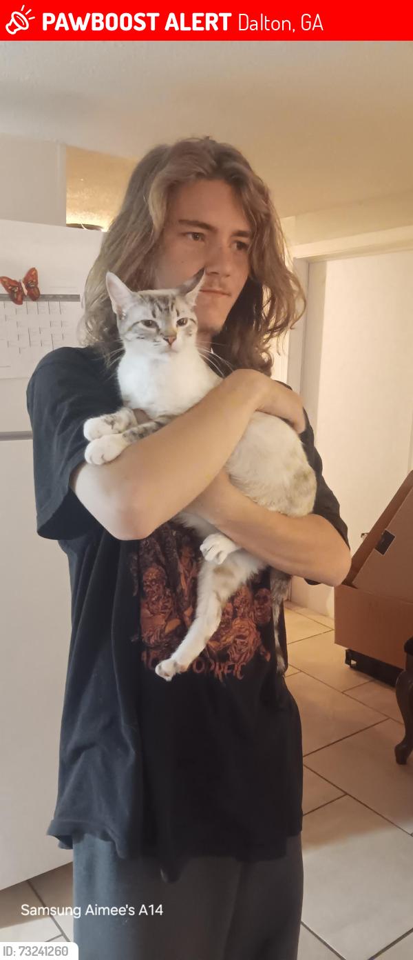 Lost Female Cat last seen Kennedy way, Cleveland hwy, Dalton, GA 30721