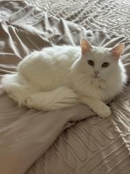 Reunited Female Cat last seen Near Boswell lane, clayton, Clayton, NC 27527