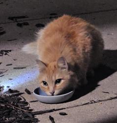 Found/Stray Unknown Cat last seen Near W 5900 S, Salt Lake City, UT 84129
