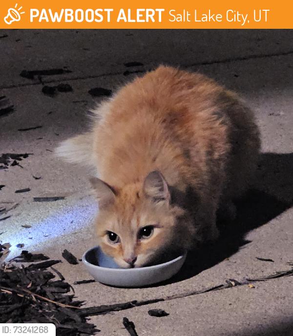 Found/Stray Unknown Cat last seen Near W 5900 S, Salt Lake City, UT 84129