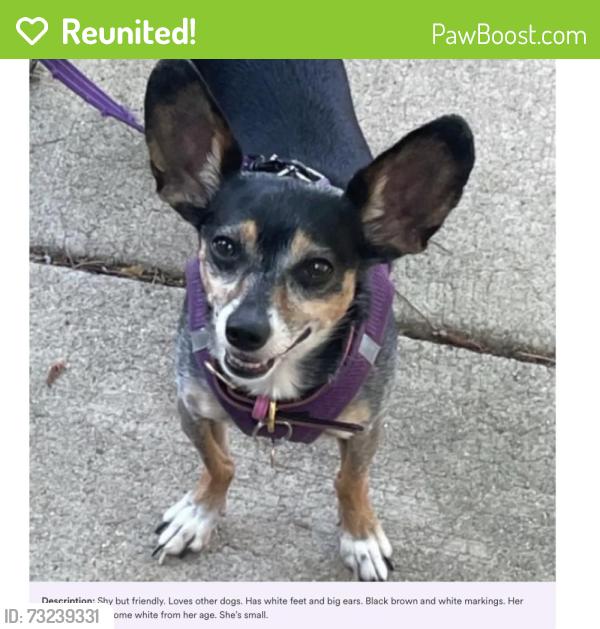 Reunited Female Dog last seen S. Pecos St. & W. Kentucky Ave., Denver, CO 80223