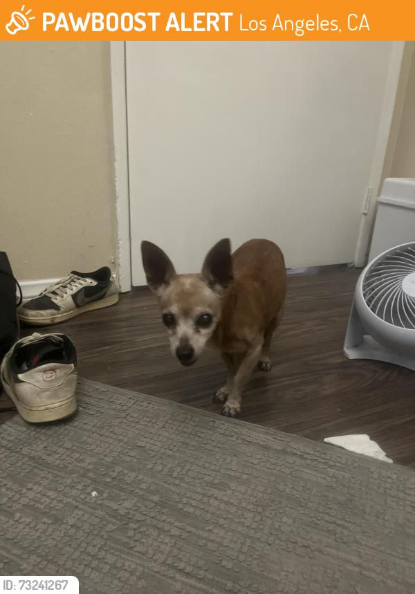Found/Stray Male Dog last seen Echo Park Branch Library, Los Angeles, CA 90026