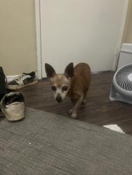 Found/Stray Male Dog last seen Echo Park Branch Library, Los Angeles, CA 90026