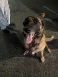 Found/Stray Male Dog last seen Near S Third Ave Yakima, WA 98902 United States, Yakima, WA 98902