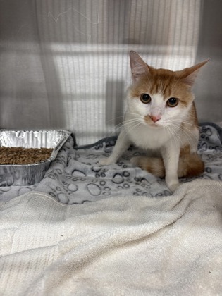 Shelter Stray Male Cat last seen Near Greenbriar Pkwy SW, Atlanta,, 1251 Fulton Industrial Blvd NW, Atlanta, GA 30336, USA