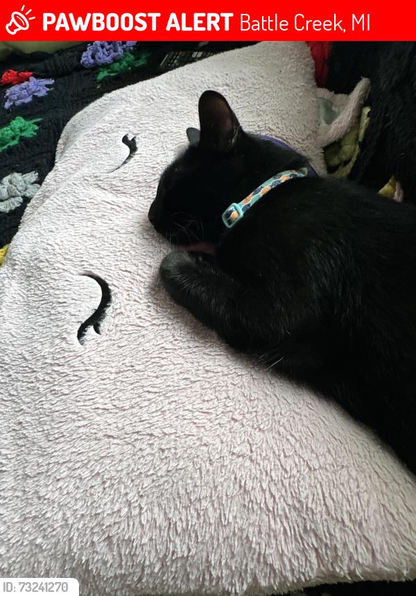 Lost Male Cat last seen River Rd W Battle Creek, MI 49037 United States, Battle Creek, MI 49037