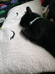 Lost Male Cat last seen River Rd W Battle Creek, MI 49037 United States, Battle Creek, MI 49037