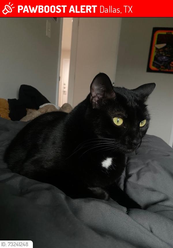 Lost Female Cat last seen Junius heights church, Dallas, TX 75214