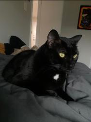Lost Female Cat last seen Junius heights church, Dallas, TX 75214