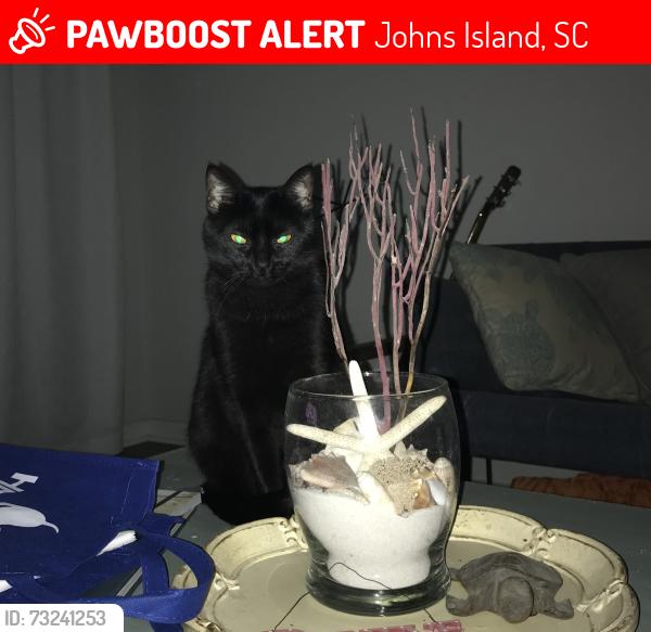 Lost Female Cat last seen Southside Animal hosp 1188 Bee's Ferry Rd, wooded area by Hunt Neighborhood, Johns Island, SC 29455