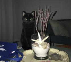Lost Female Cat last seen Southside Animal hosp 1188 Bee's Ferry Rd, wooded area by Hunt Neighborhood, Johns Island, SC 29455