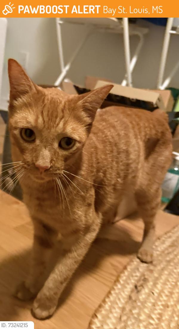 Found/Stray Male Cat last seen Seube St & Bismark St, Bay St. Louis, MS 39520