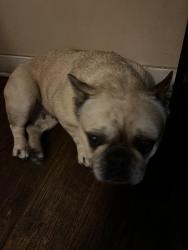 Reunited Female Dog last seen El Dorado St, Stockton, CA 95210