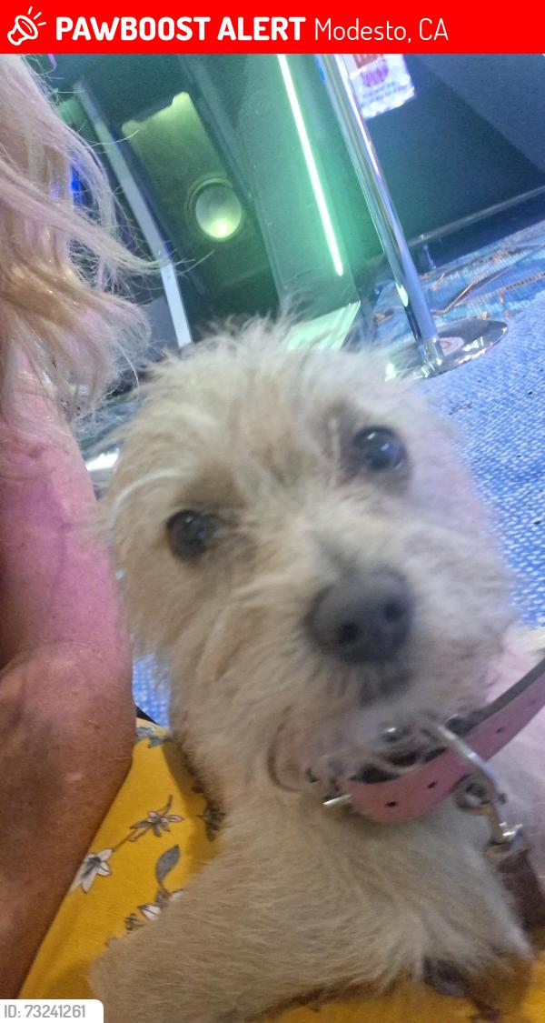 Lost Male Dog last seen Briggsmore ave, Modesto, CA 95350
