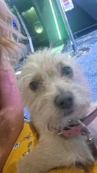 Lost Male Dog last seen Briggsmore ave, Modesto, CA 95350