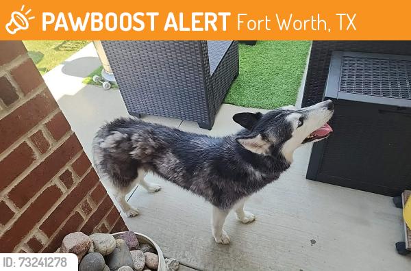 Found/Stray Unknown Dog last seen Priscella Dr and Charisma Dr, Fort Worth, TX 76131