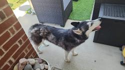 Found/Stray Unknown Dog last seen Priscella Dr and Charisma Dr, Fort Worth, TX 76131