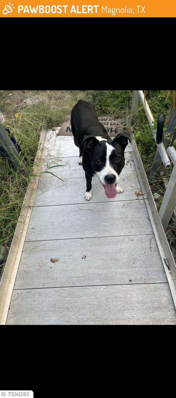 Found/Stray Male Dog last seen Hazy medow & Long Pines, Magnolia, TX 77354