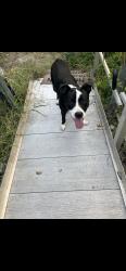 Found/Stray Male Dog last seen Hazy medow & Long Pines, Magnolia, TX 77354
