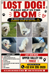 Lost Male Dog last seen upper valley road, El Paso, TX 79932