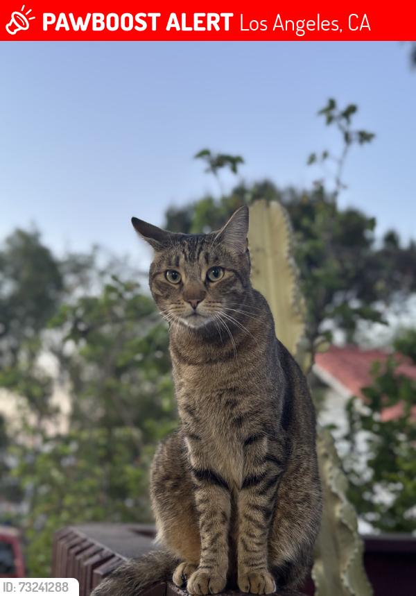 Lost Male Cat last seen North Grand Ave, Los Angeles, CA 90731