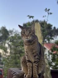 Lost Male Cat last seen North Grand Ave, Los Angeles, CA 90731