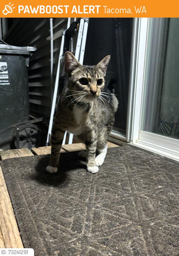 Found/Stray Female Cat last seen Baker middle school, Tacoma, WA 98409