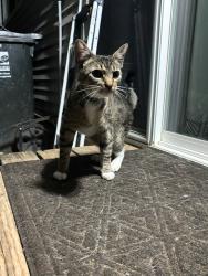 Found/Stray Female Cat last seen Baker middle school, Tacoma, WA 98409