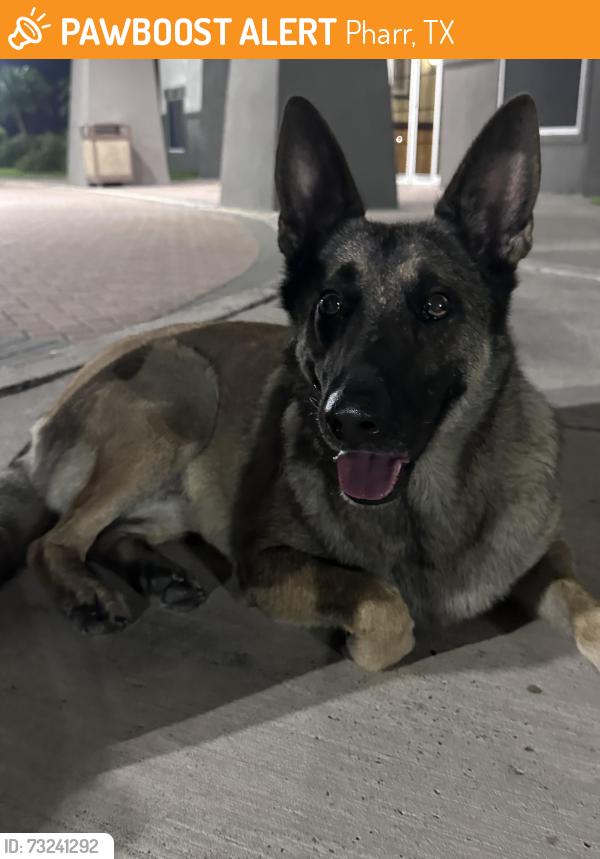 Found/Stray Female Dog last seen N State Hwy 336, Pharr, TX 78577