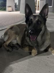 Found/Stray Female Dog last seen N State Hwy 336, Pharr, TX 78577