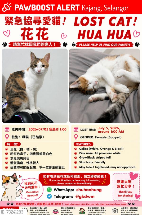 Lost Female Cat last seen 153-155, Persiaran Impian Gemilang, Saujana Impian, 43000 Kajang, Selangor, Kajang, Selangor 43000