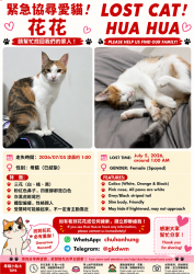 Lost Female Cat last seen 153-155, Persiaran Impian Gemilang, Saujana Impian, 43000 Kajang, Selangor, Kajang, Selangor 43000
