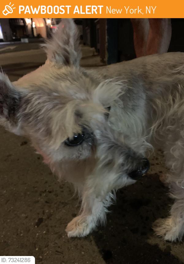 Found/Stray Unknown Dog last seen 10th Ave at West 23rd Street, New York, NY 10011