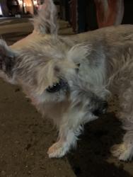 Found/Stray Unknown Dog last seen 10th Ave at West 23rd Street, New York, NY 10011