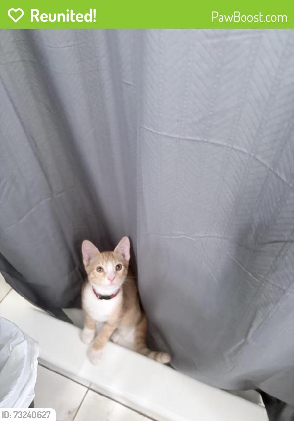 Reunited Male Cat last seen San Diego, CA 92113, USA, San Diego, CA 92113