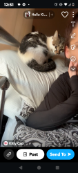 Lost Female Cat last seen Veterans park, Palm Bay, FL 32905